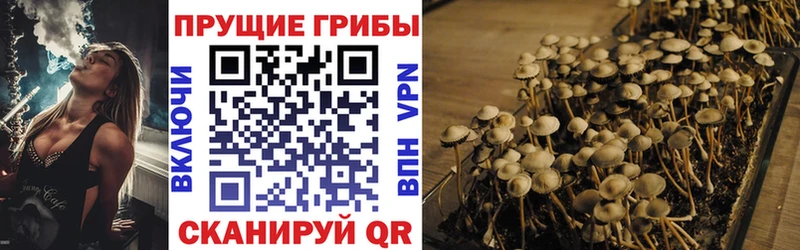 Галлюциногенные грибы Psilocybine cubensis  Козельск 